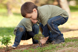 iStock_000015627866XSmall---planting-tree.png